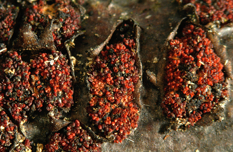 Orangeroter aufsitzender Pustelpilz (Nectria episphaeria) - © Heinz Prelicz Orangeroter aufsitzender Pustelpilz (Nectria episphaeria) - © Heinz Prelicz